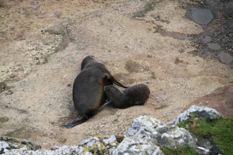 Nieuw-Zeeland 2011 - 1975